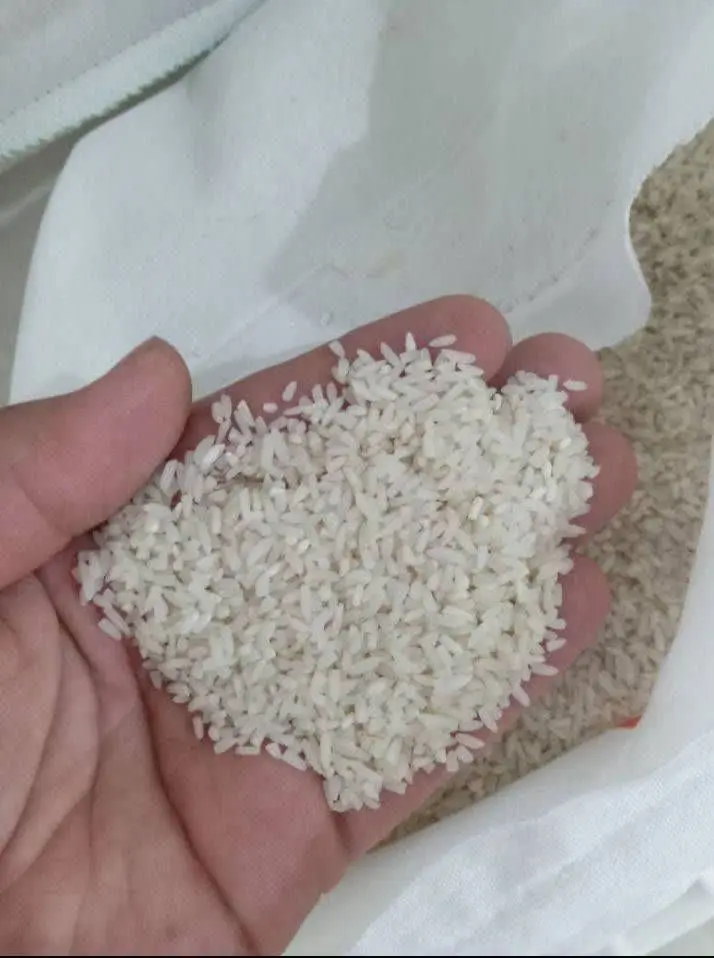🌾🌾سر لاشه طارم کشت دوم 🌾🌾
