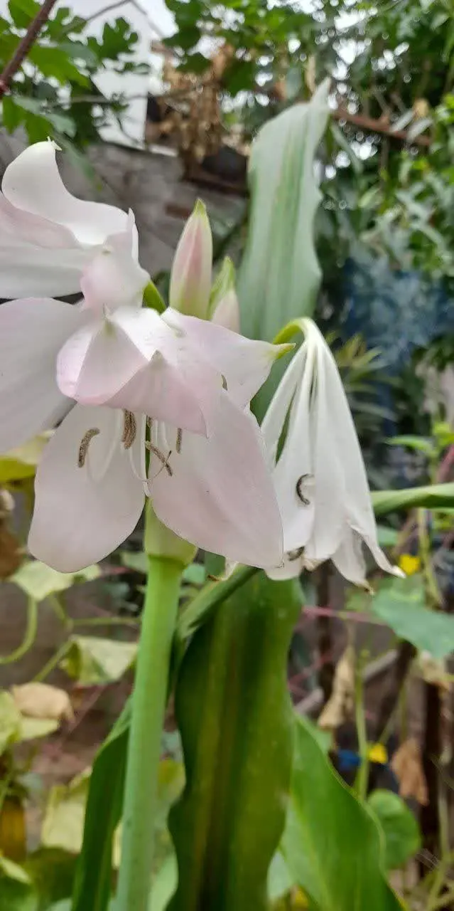 این گل چندروزی مهمان باغچه ماست. 
