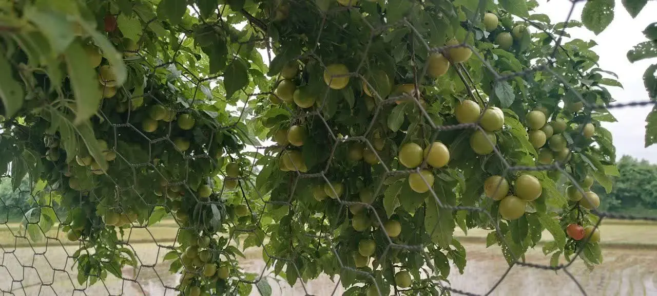 آلوچه با همون گوجه سبز😍
