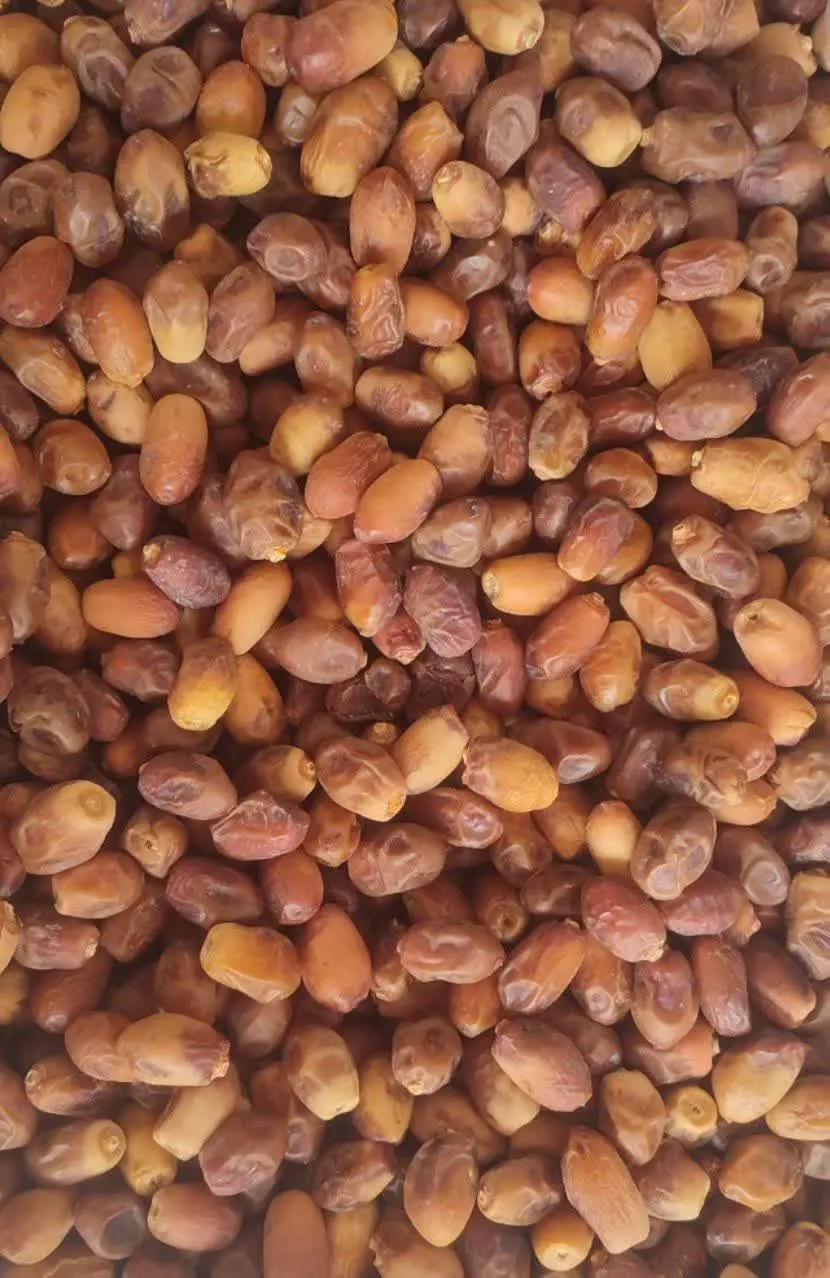 خرما زاهدی لارستان
