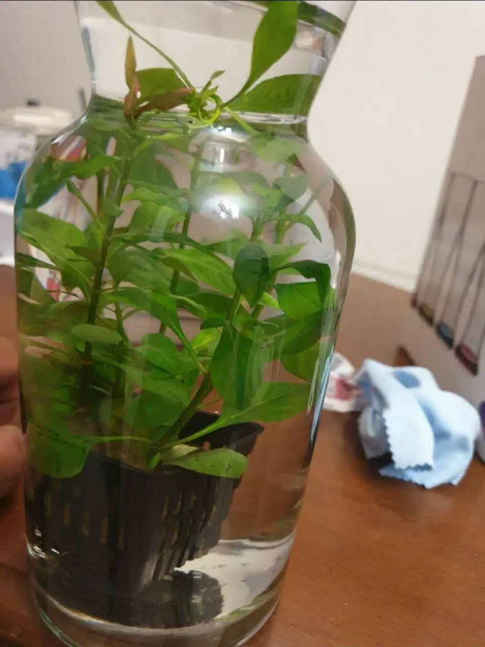 دو ماهی ریز سبز و قرمز آکواریومی با جلبک دریایی زنده در بطری بسیار زیبا و ر ویایی
