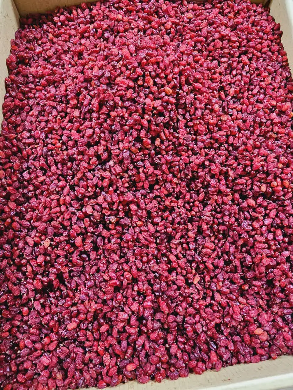 🔸 زرشک درجه یک شارژ شد
