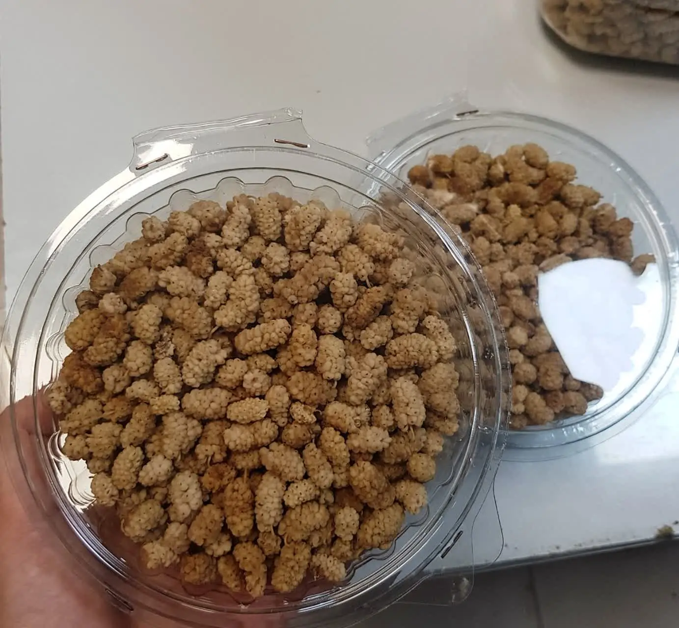 قیمت هر بسته ۱۰۰