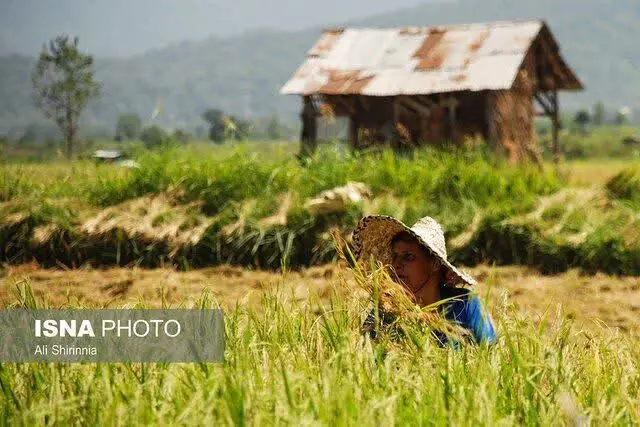 🔹در بخش دستمزد نیروی کار، در پاییز ١٤٠٢، متوسط دستمزد روزانه کارگر میوه ­چین مرد و زن نسبت به فصل پاییز سال ١٤٠١ به ترتیب ٤٥,٥ و ٤٦٫١ درصد افزایش داشته است. 
