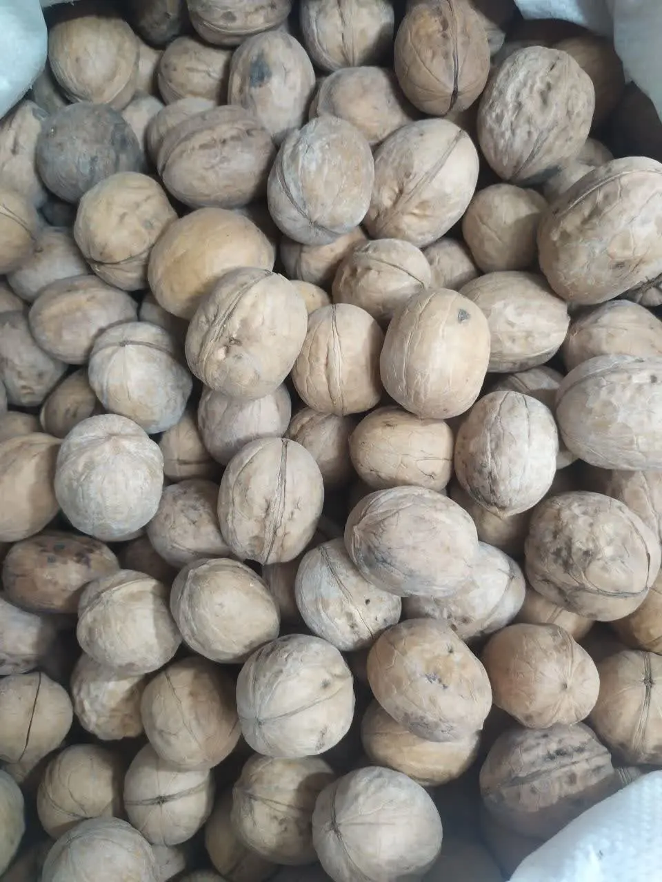 ✅ شارژ مجدد گردو پوست کاغذی

