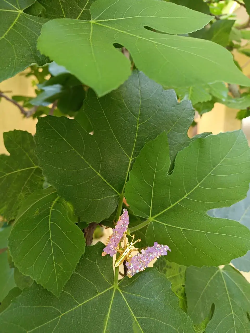 گلسر پروانه 
