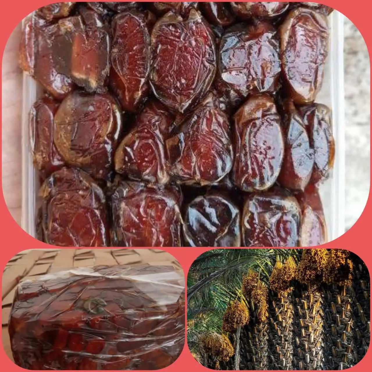 خرمای کبکاب امساله جیرفت👈 فقط ک ۳۵، ۰۰۰
