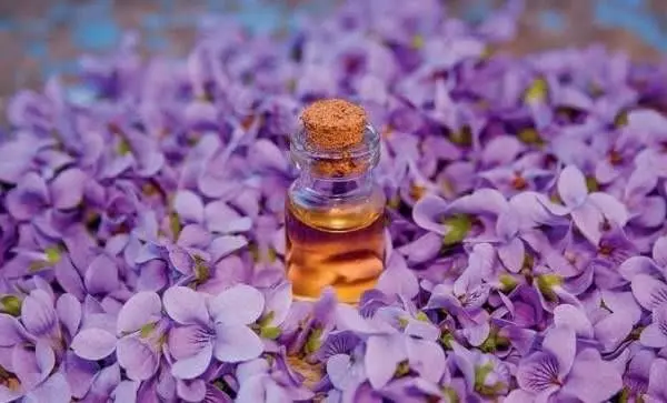 بالاخره روغنبنفشه را اضافه...