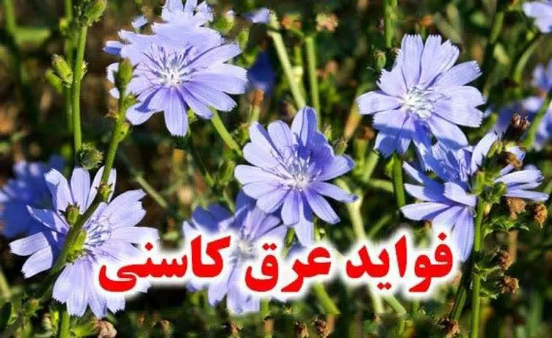 از یک گل آبی ارغوانی به نام کاسنی گرفته می‌شود
