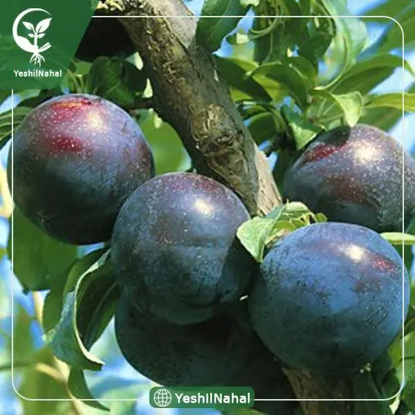 آلو سیاه درجه یک سبدی 
