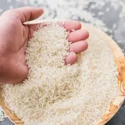 برنج کشت دوم سفارش ابوطالبی 
