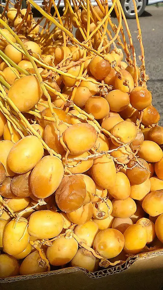 ⭐خارک برحی اصل خوزستان ⭐
