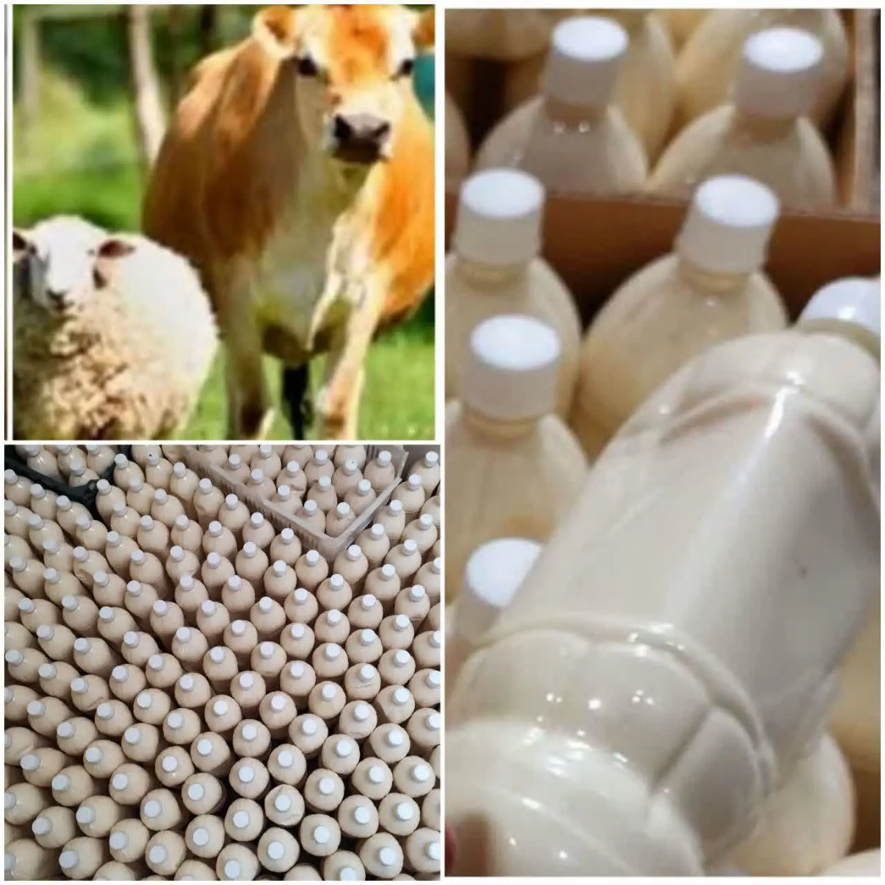 🐏 شارژ عمده کشک گوسفندی امساله 🐏 
