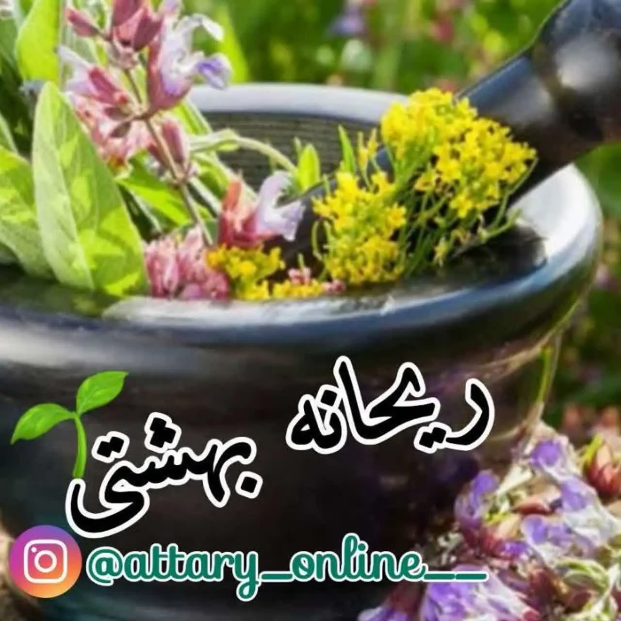 پخش محصولات ارگانیک وفا ؛ ریحانه بهشتی