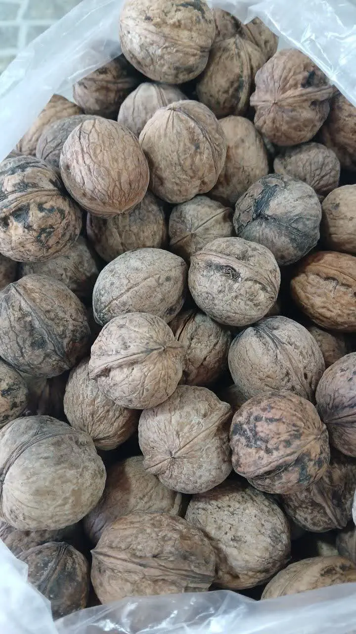 گردو بومی
