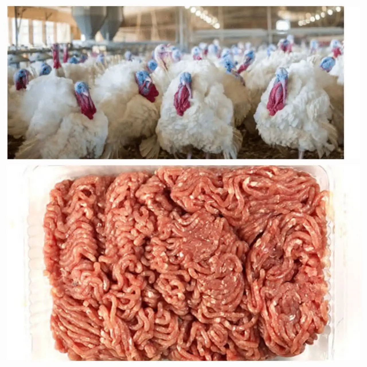 🦃گوشت چرخ کرده بوقلمون
