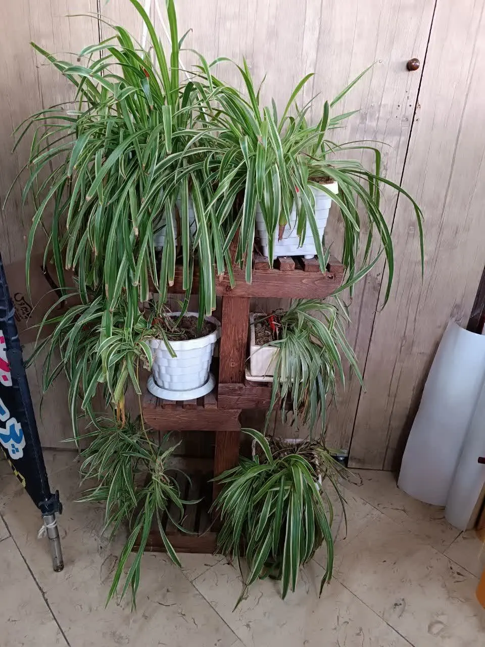باکس چوبی گل به همراه همه گلدانها
