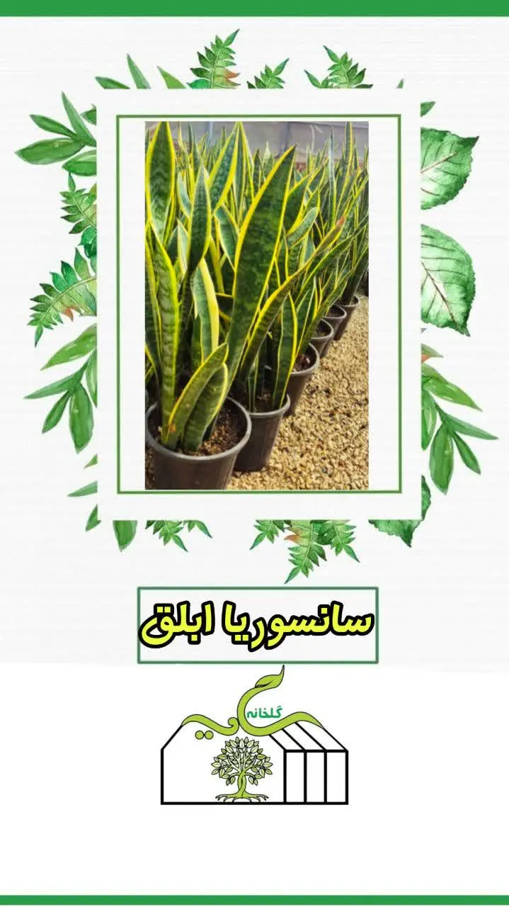 ✅معروف به پوست ماری؛ زبان مادرشوهر و نامیرا