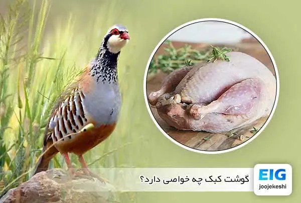 #گوشت_کبک