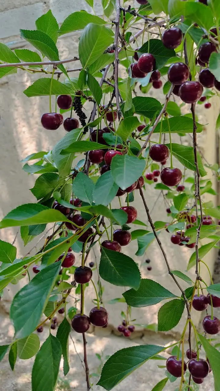 🍒 آلبالوهای تازه و خوشمزه آماده چیدن هستند