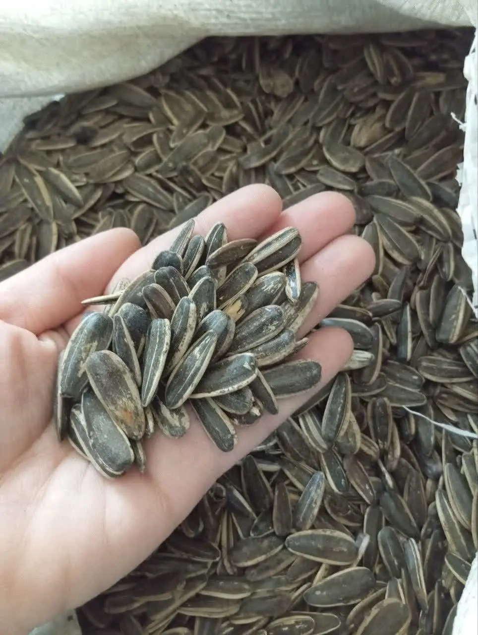 تخمه آویشنی فله