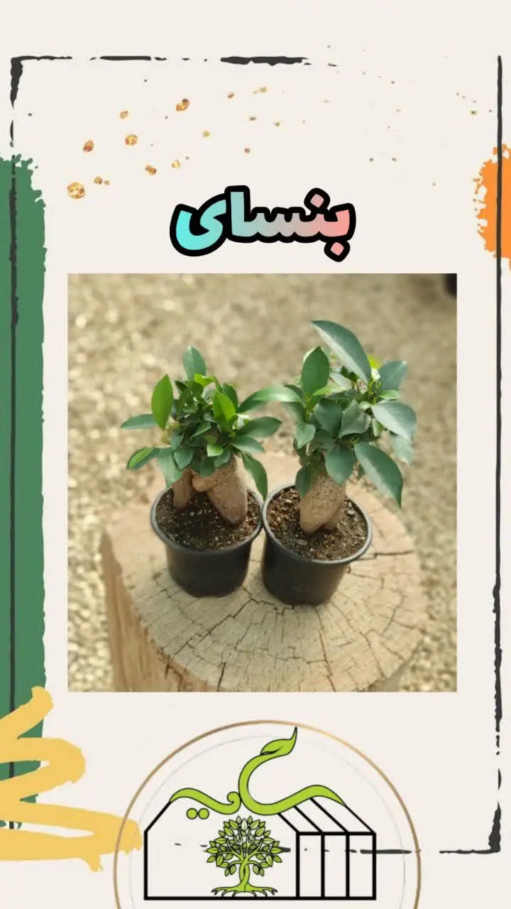 📌اسم گل: بنسای