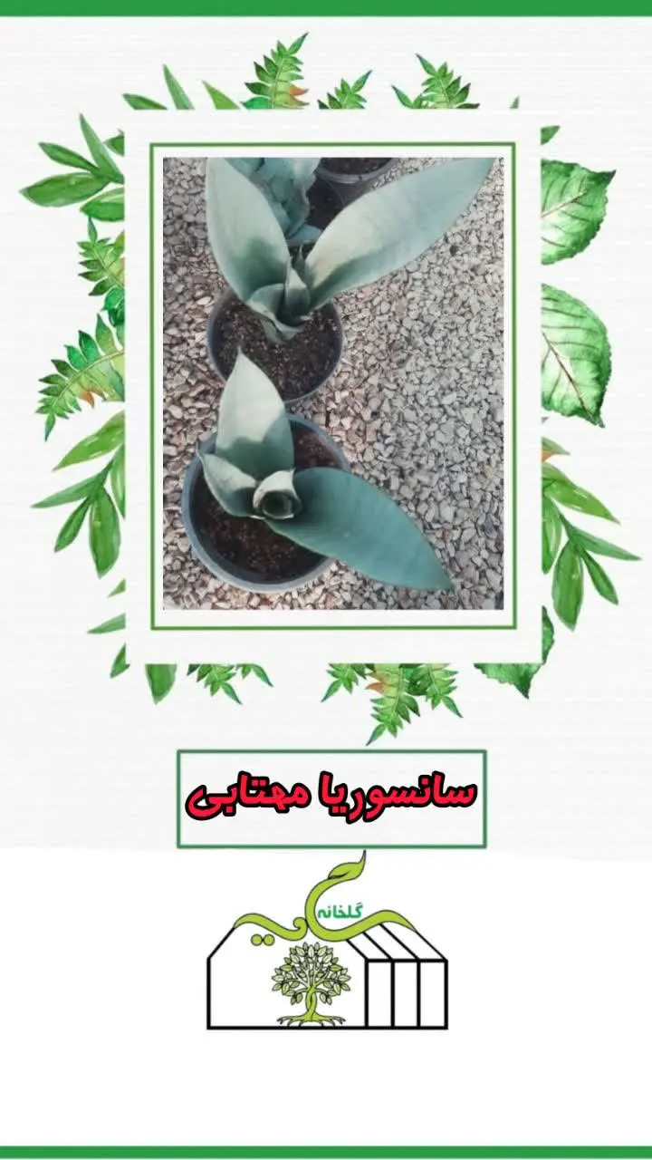📌اسم گل: سانسوریا مهتابی