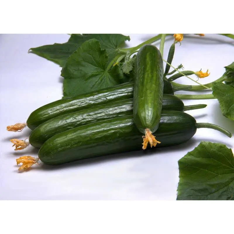 خیار سبز مینی درجه یک