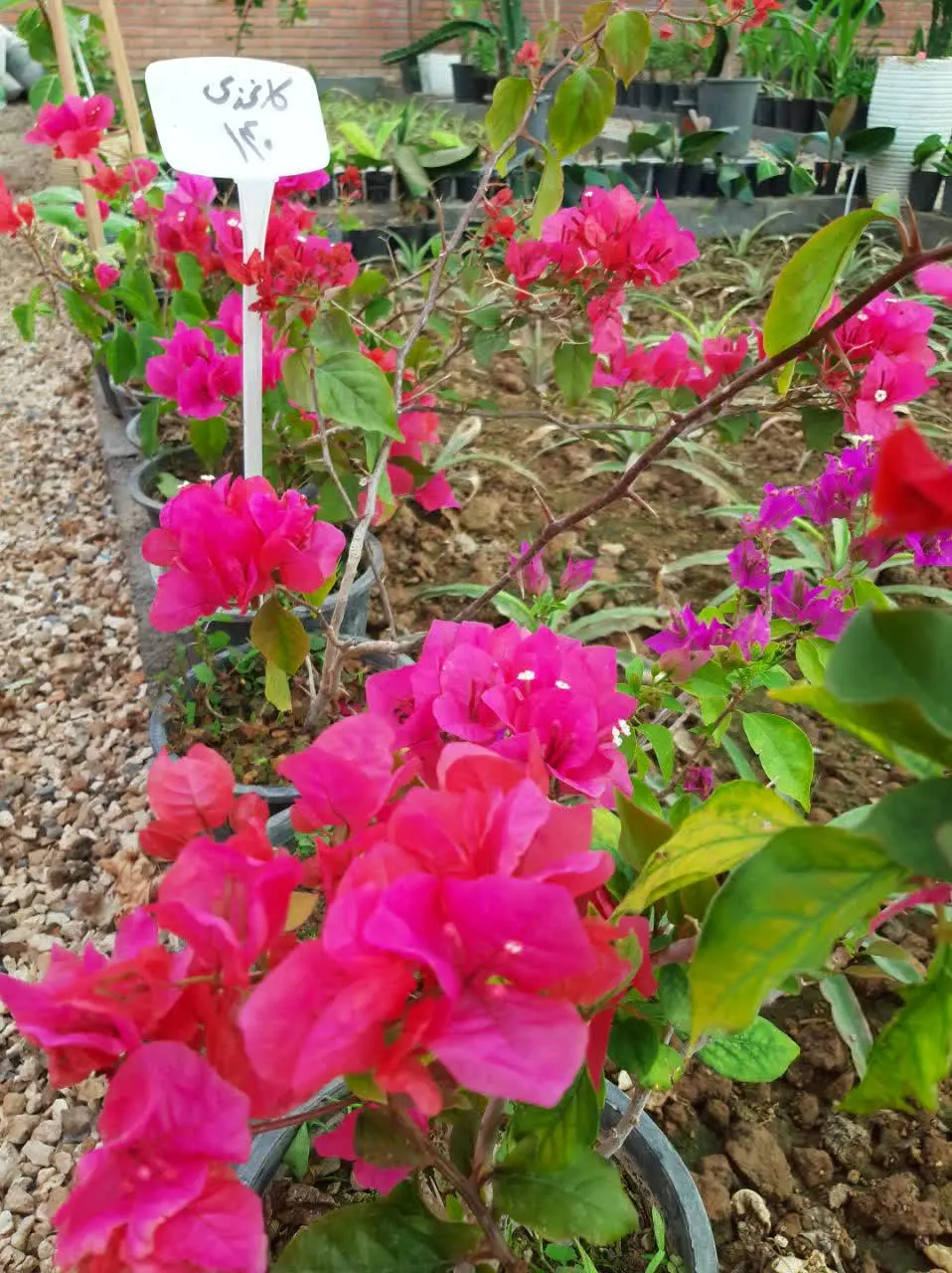 گل کاغذی
