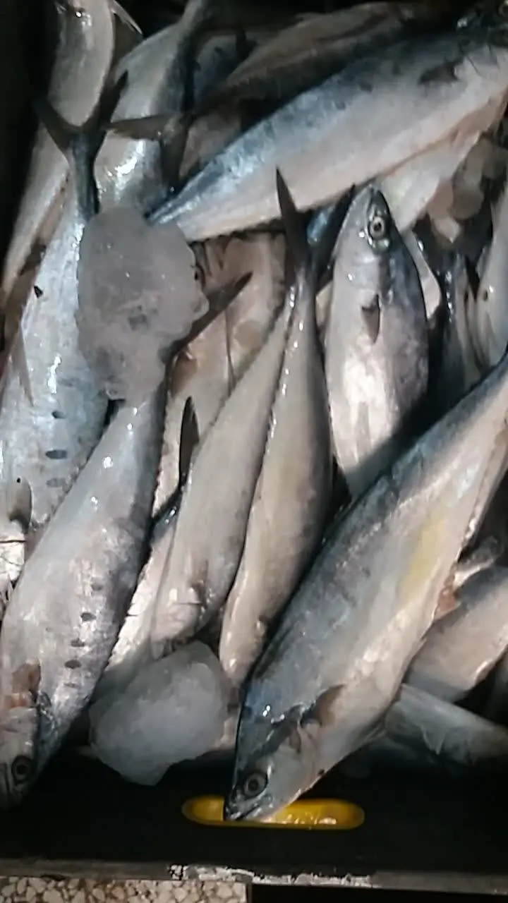 🦈🦈ماهی بدون استخوان (بچه سارم)