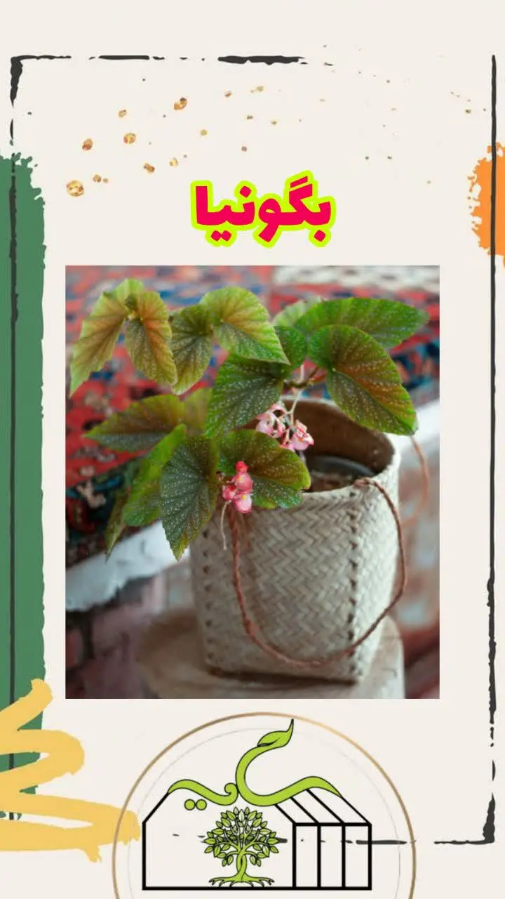 📌اسم گل: بگونیا