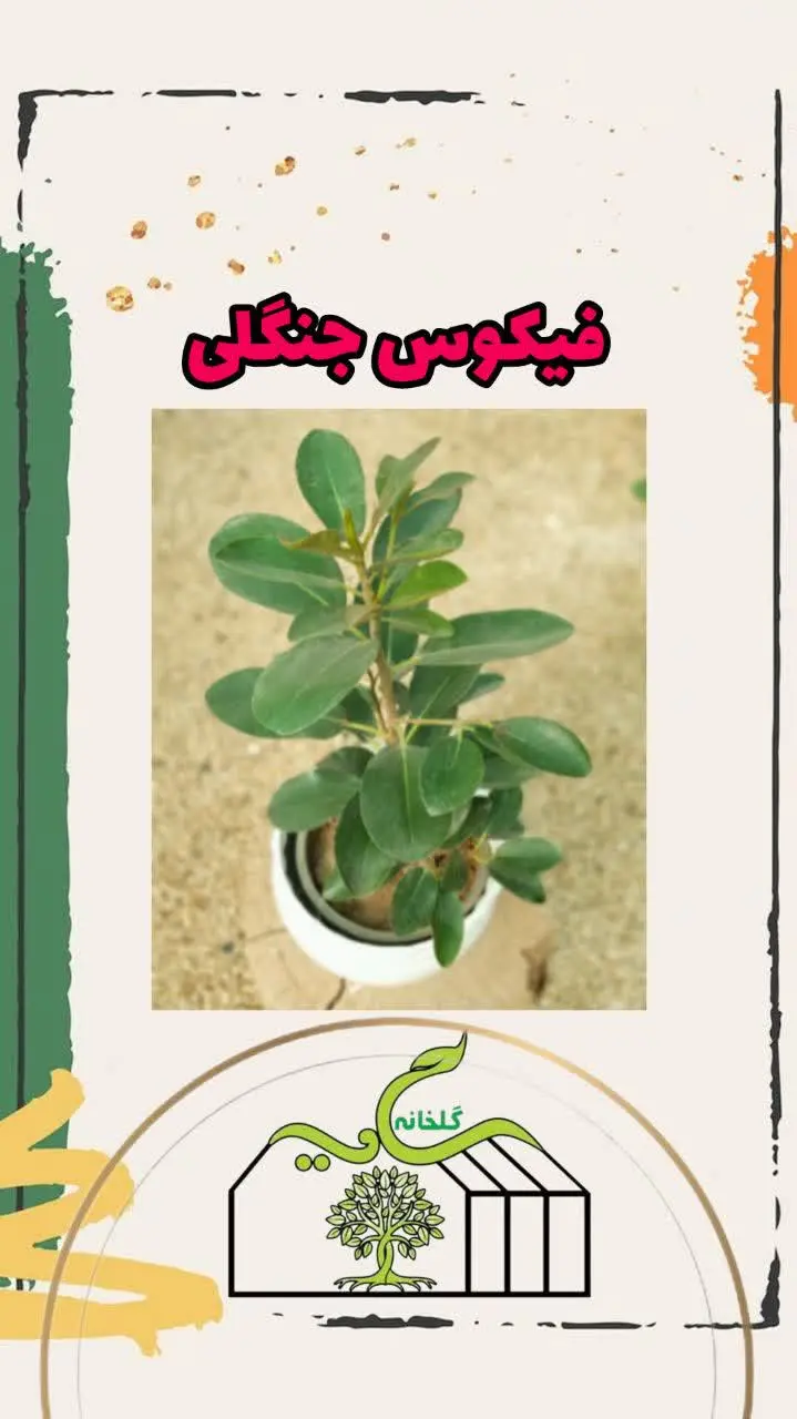📌اسم گل: فیکوس جنگلی