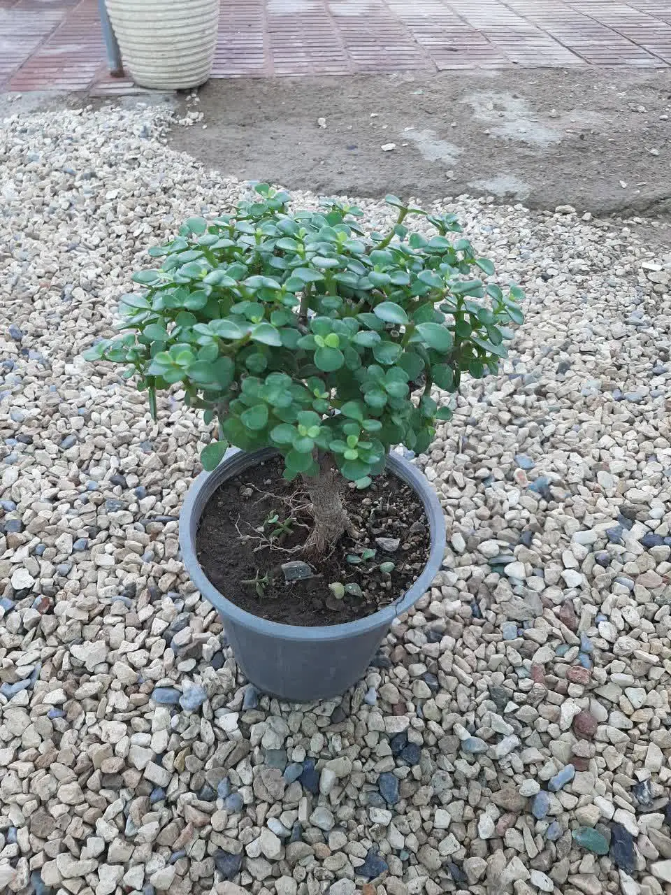 خرفه یی تندار