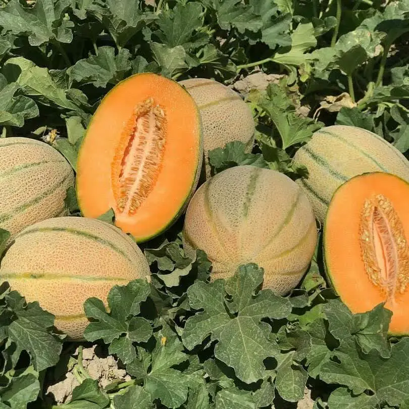 خربزه مارشال در جه یک به شرط شیرین