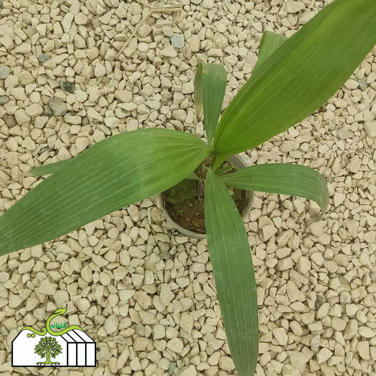 نشا نخل پالم🌱