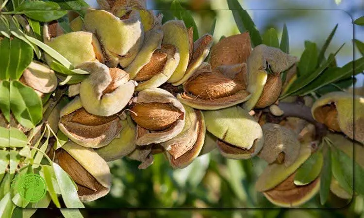 بادام محب تازه با پوست (تر)
