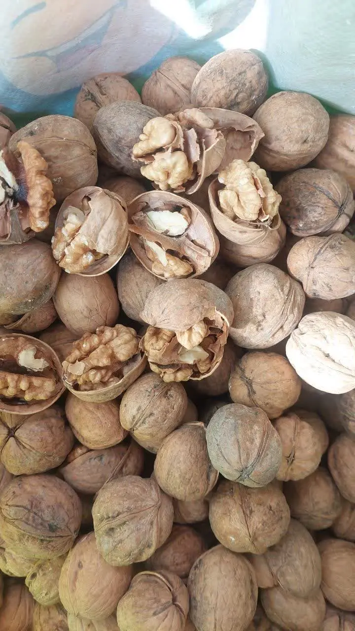 گردوی عالی و پرچرب بومی