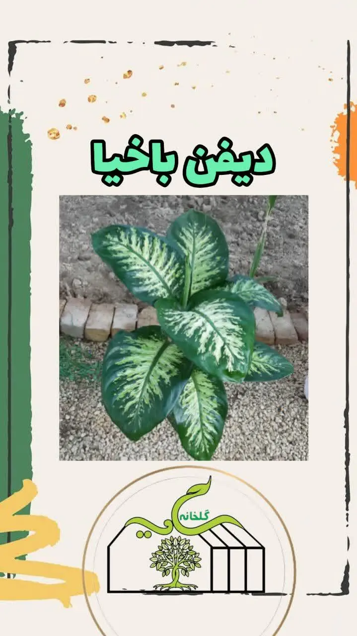 📌اسم گل: دیفن باخیا
