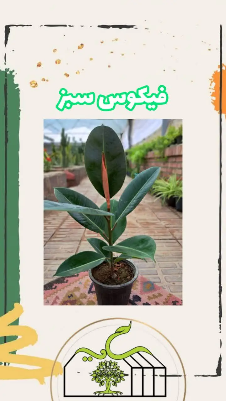 📌اسم گل: فیکوس سبز