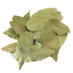 👌برگ بو به صورت درختچه و درخت یافت میشود. معمولا در تمام فصول سال سبز است و طول درختهای آن به ده متر هم میرسد. در بسیاری از مکانها برای تزیین باغها استفاده میشود، اما استفادهی اصلی آن