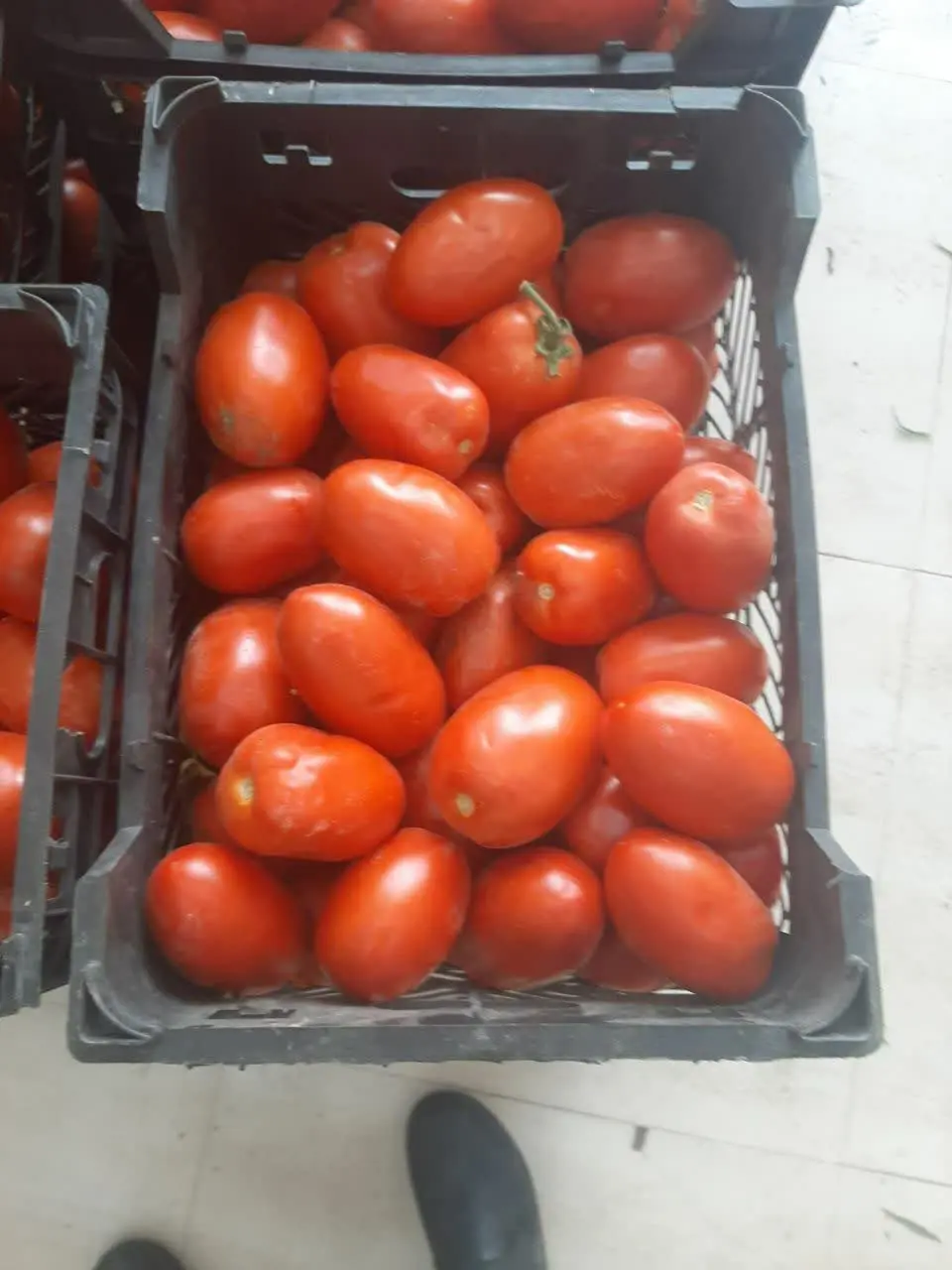 گوجه فرنگی نو