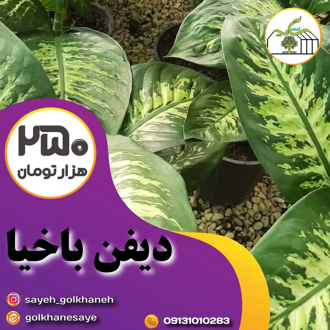 دیفن باخیا