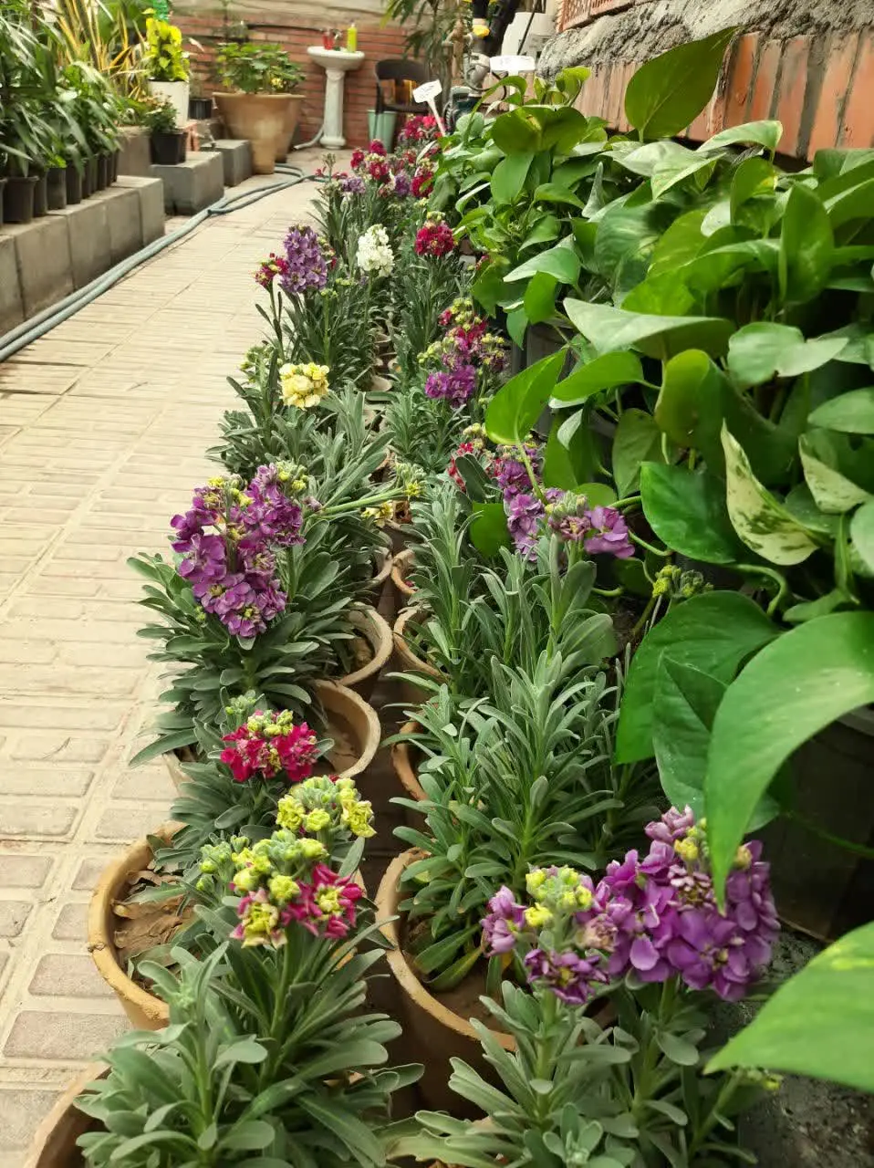 شب بو معطر در چند رنگ