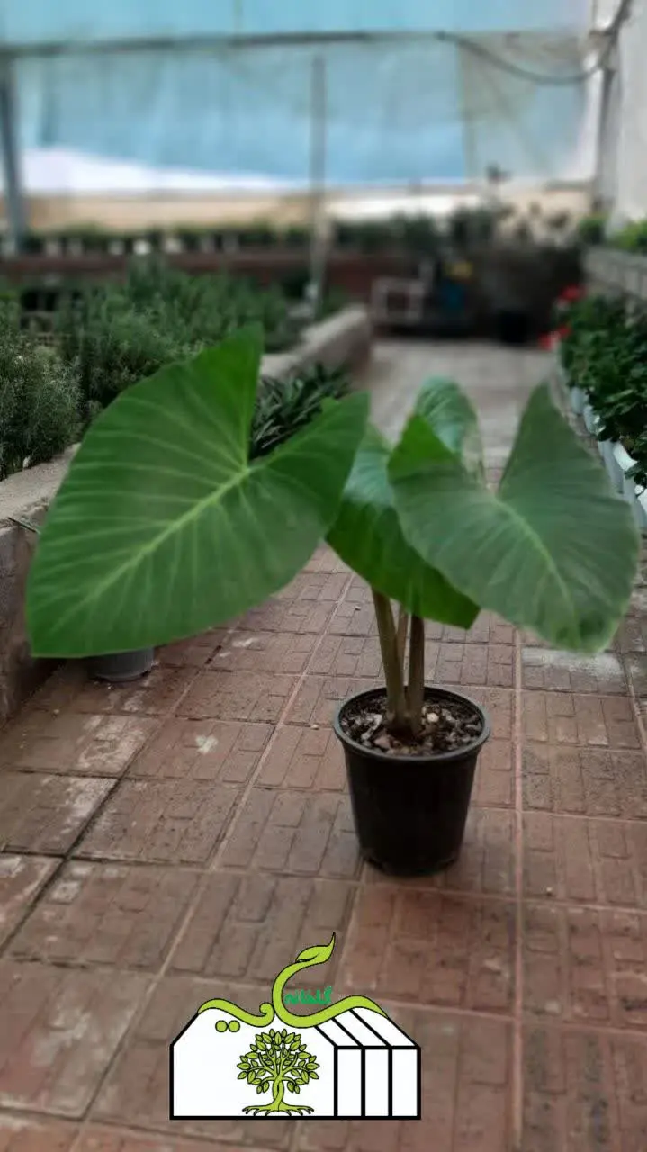 بسیار زیبا با برگهای 🍃 بزرگ که بنام